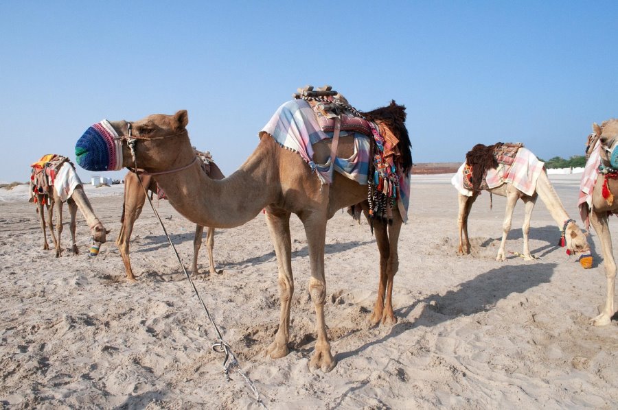 Qatar Doha skyline, museums, desert adventures and luxury resorts